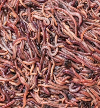 Minhocas dendrobaena